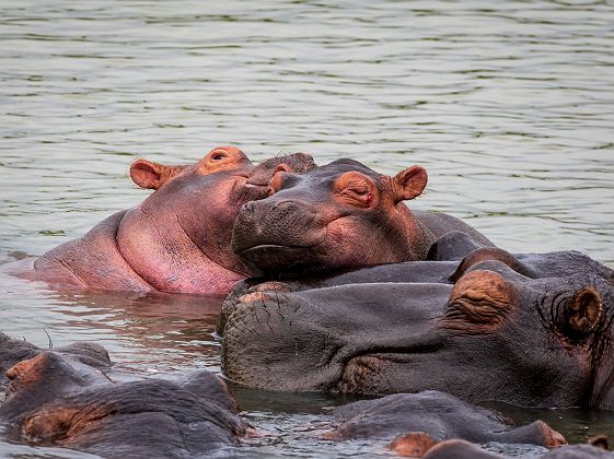 Hippopotames