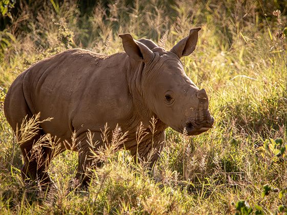 Bébé rhinocéros