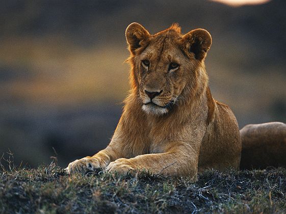 Portrait d'un lion
