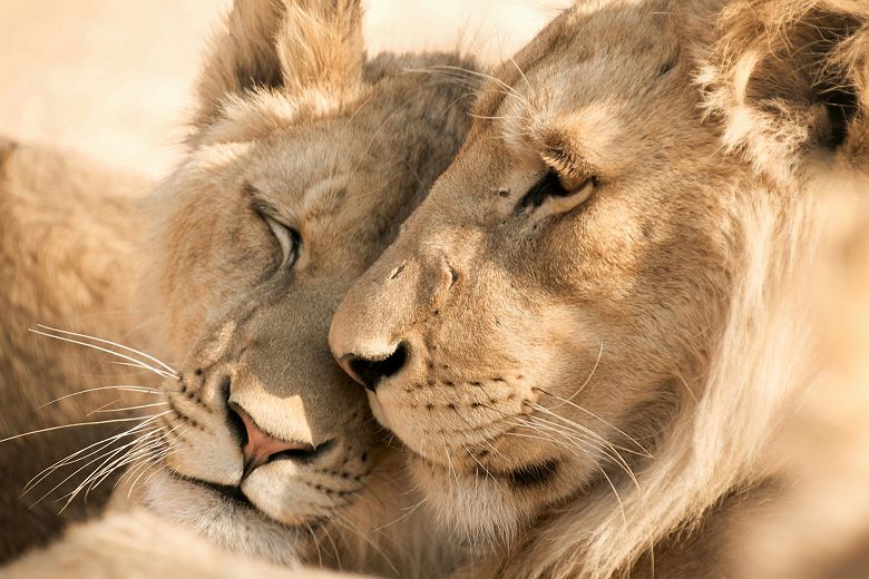 Couple de lions