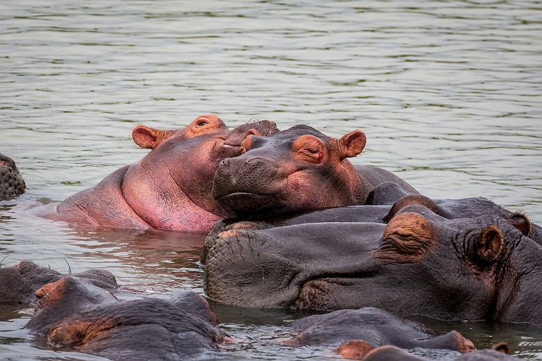 Hippopotames