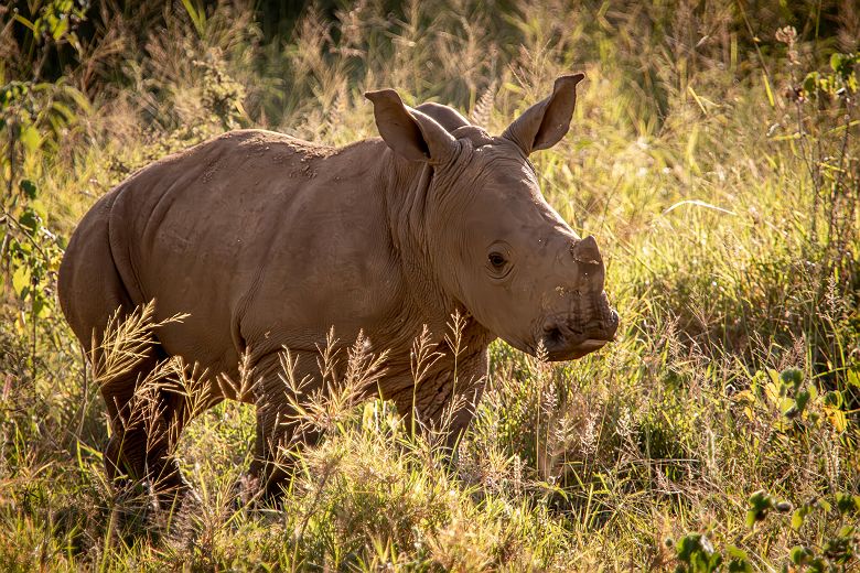 Bébé rhinocéros