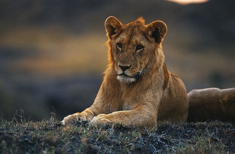 Portrait d'un lion