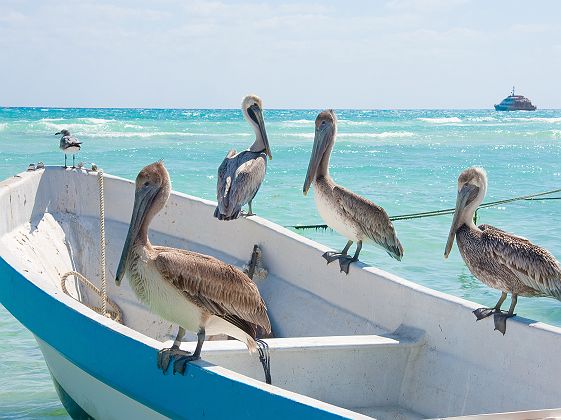 Mexique - Portrait d'un groupe de pélicans sur un bateau près de la plage Del Carmen