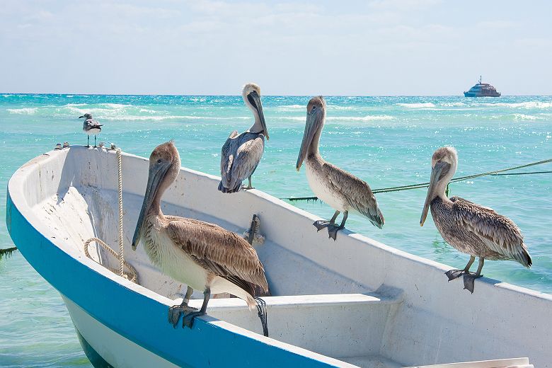 Mexique - Portrait d'un groupe de pélicans sur un bateau près de la plage Del Carmen