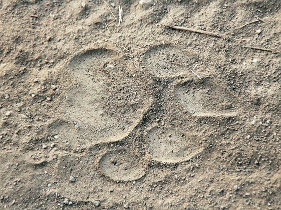 Empreinte de tigre dans le Kanha National Park - Inde