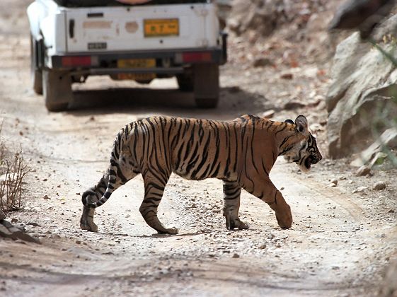 Tigre du Bengale traversant le route lors d'un safari en Inde