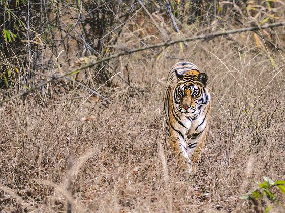 Bandhavgarh - Inde 