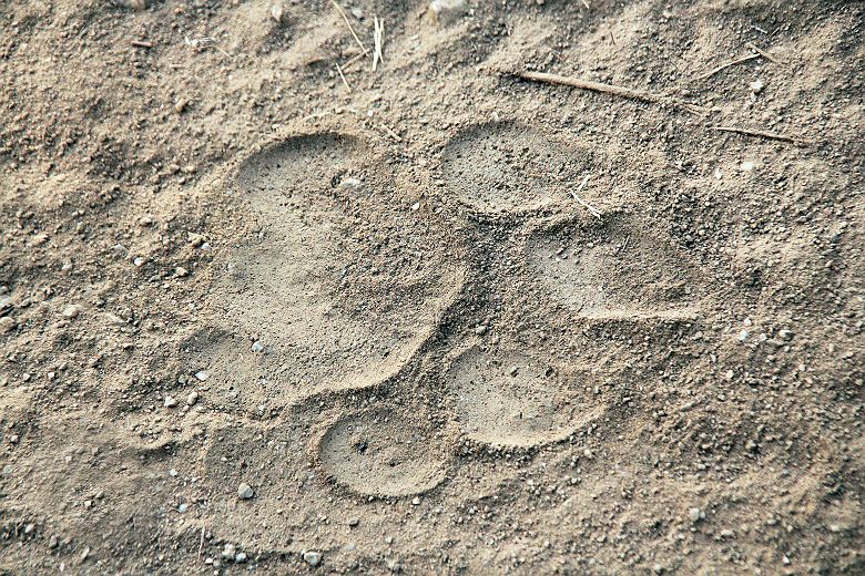 Empreinte de tigre dans le Kanha National Park - Inde