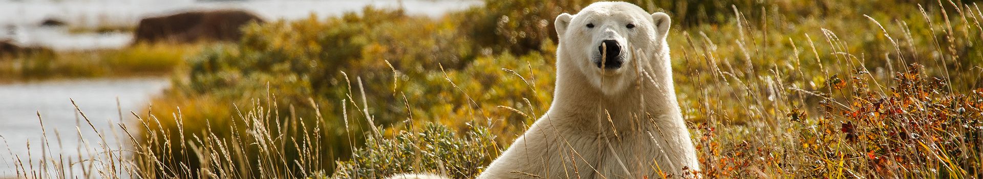 Canada - Portrait d'un ours polaire dans la prairie à Hudson Bay