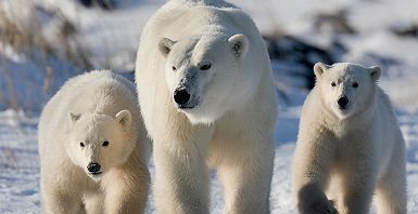 Ours polaire - Canada