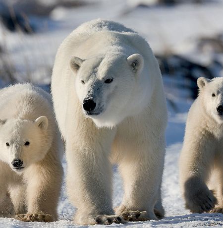 Ours polaire - Canada