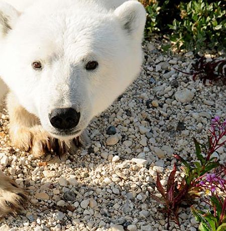 accroche-quete-de-ours-blanc