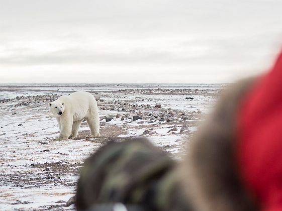 ours blanc  - photo