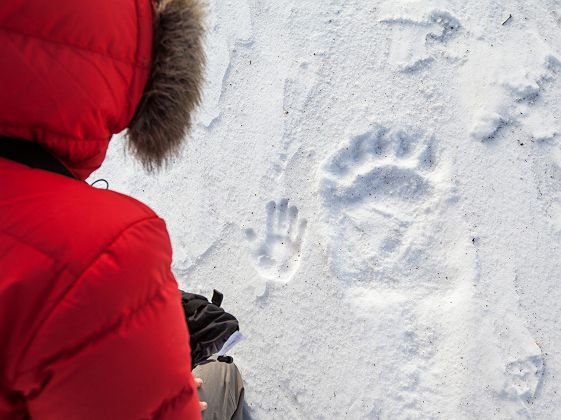 traces ours blanc  - photo