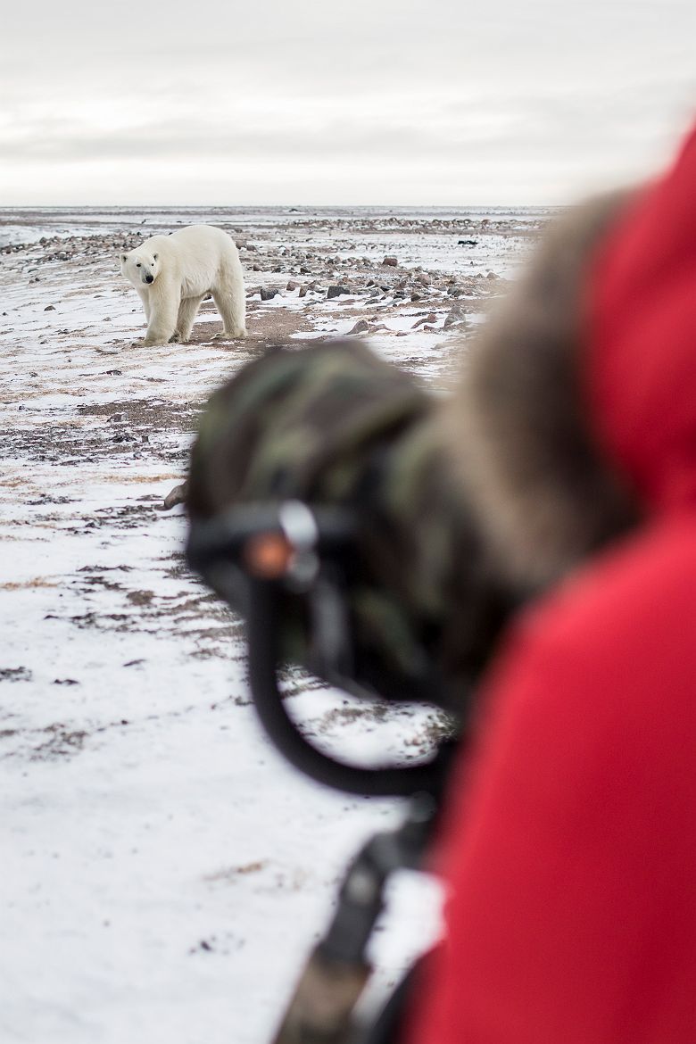 ours blanc  - photo