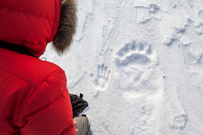traces ours blanc  - photo