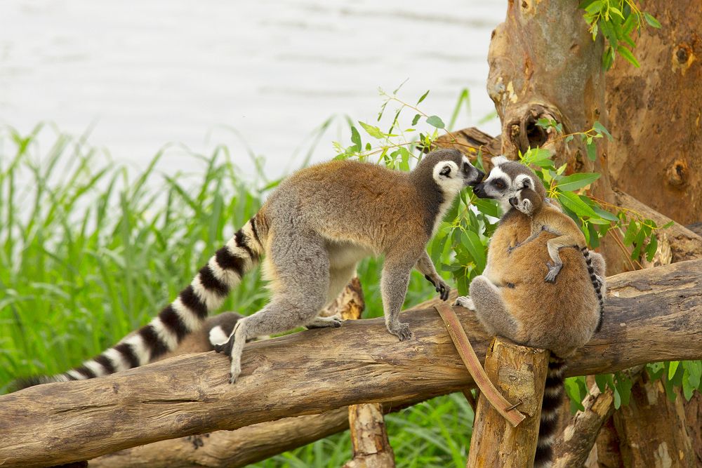 Famille de lémuriens à Madagascar