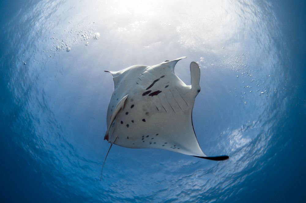 Raie manta en Polynésie
