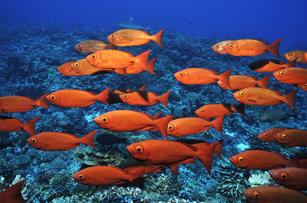 Fonds marins à Bora Bora