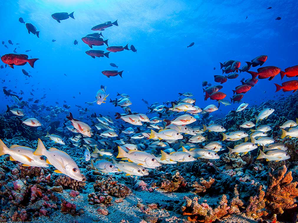 circuit_croisiere_amplitudes_plongee_snorkeling