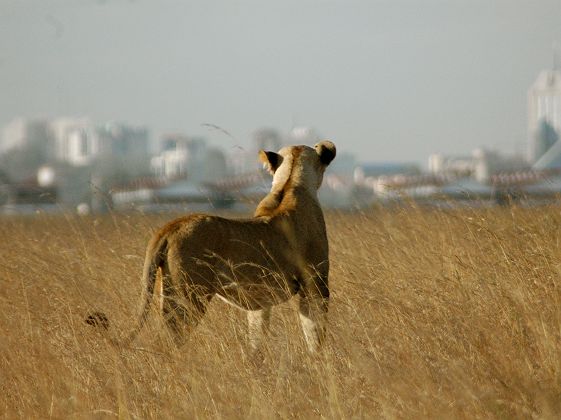 Une lionne de dos face à la skyline de Nairobi