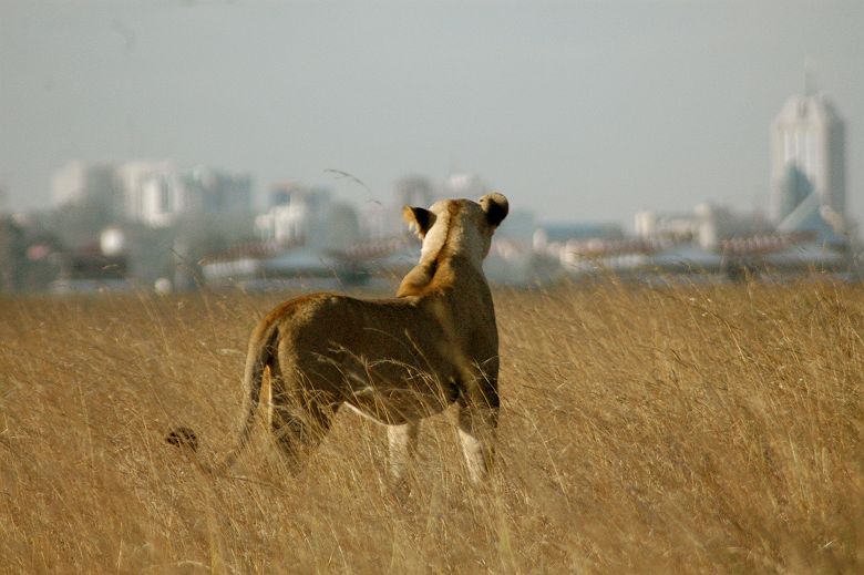 Une lionne de dos face à la skyline de Nairobi