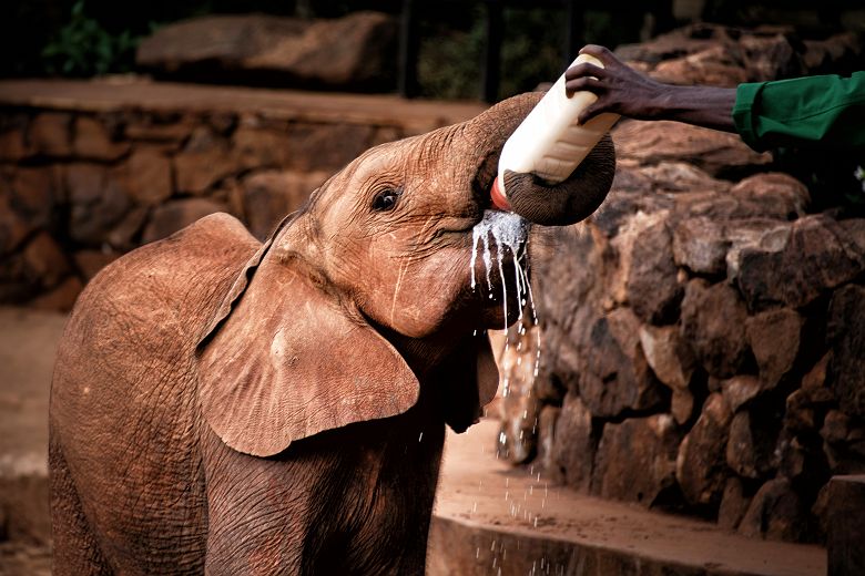 Orphelinat d'éléphants à Nairobi