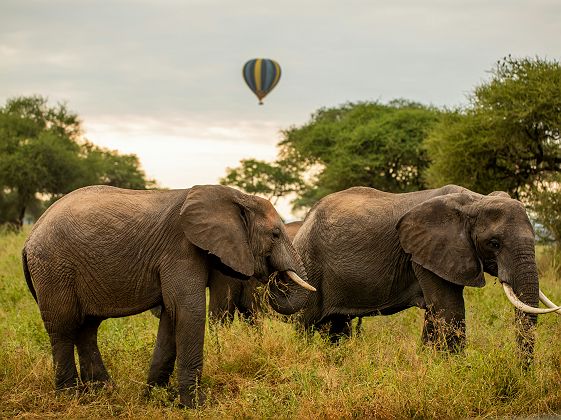 Montgolfière Miracle au-dessus du Tarangire avec des éléphants
