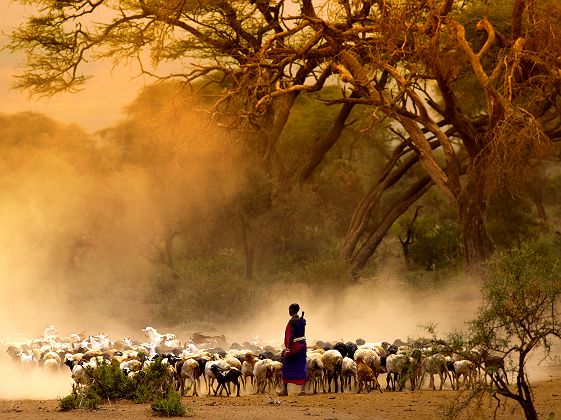 Tanzani- Portrait d'un berger masai avec son bétail