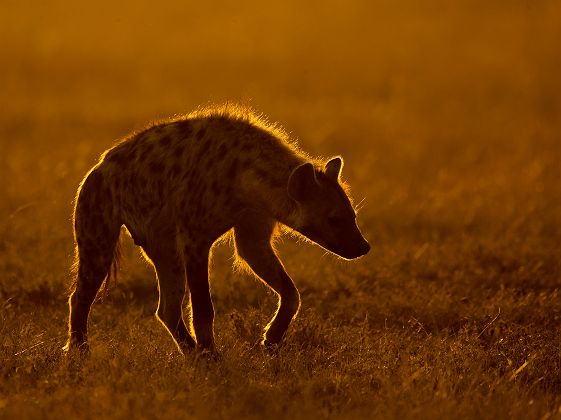 Hyène au coucher du soleil dans le parc national du Serengeti