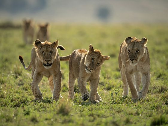 Lionceaux qui jouent