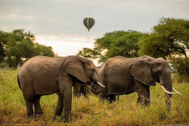 Montgolfière Miracle au-dessus du Tarangire avec des éléphants
