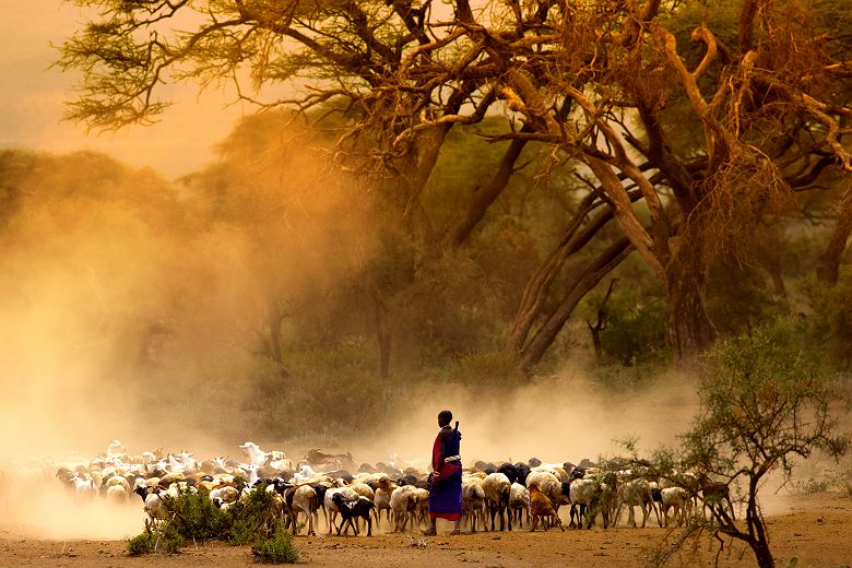 Tanzani- Portrait d'un berger masai avec son bétail