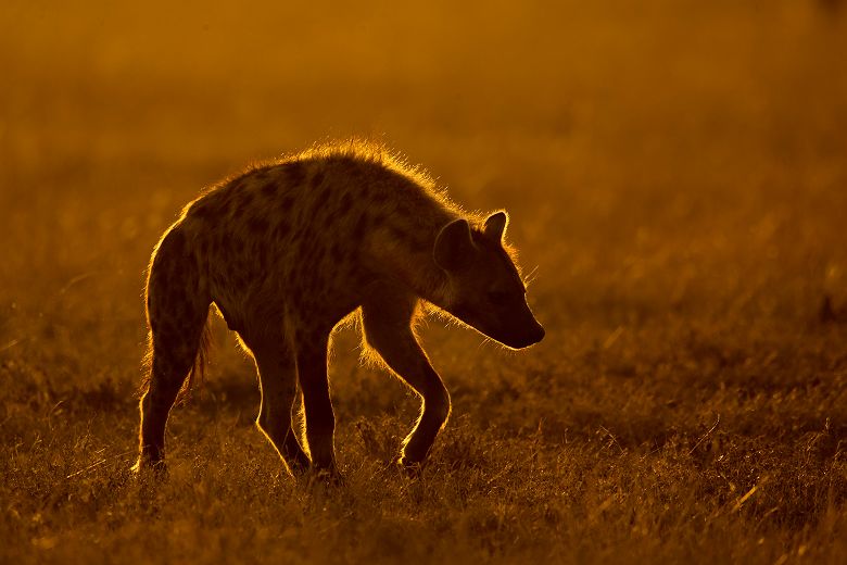 Hyène au coucher du soleil dans le parc national du Serengeti