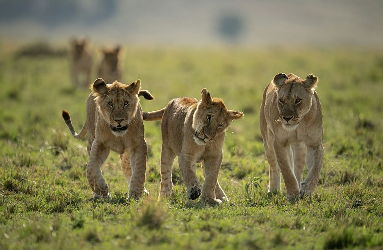 Lionceaux qui jouent
