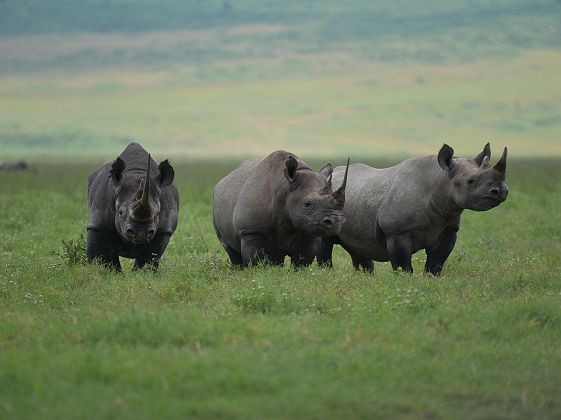 Lions Paw Ngorongoro