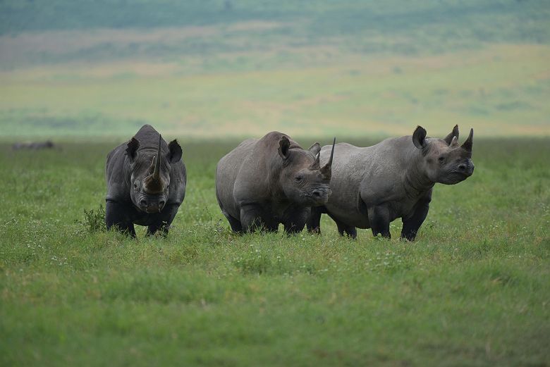 Lions Paw Ngorongoro