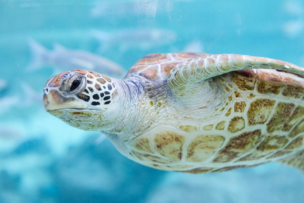 Tortue de mer dans l'eau de Bora Bora