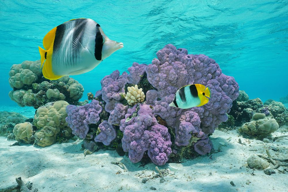 Polynésie Française - Île Bora Bora - Tahiti - Snorkeling avec poissons