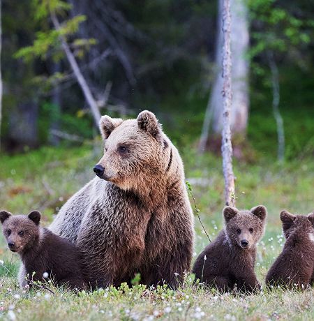Famille de Grizzlies au Canada