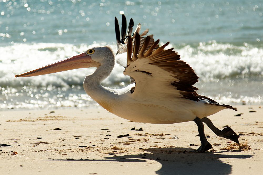 Pélican en Australie