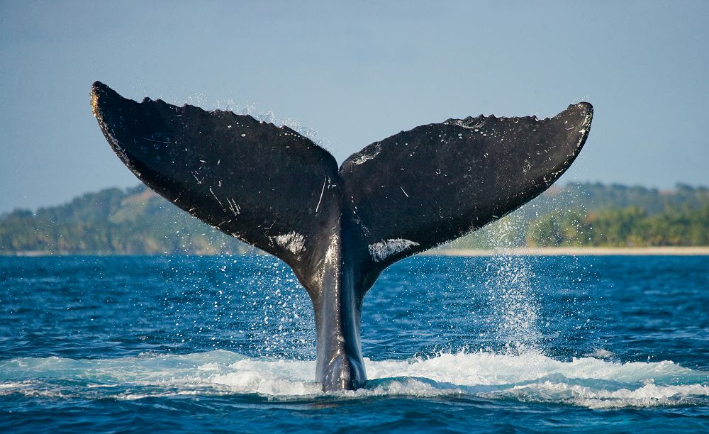 Baleine qui plonge dans l'eau, Australie