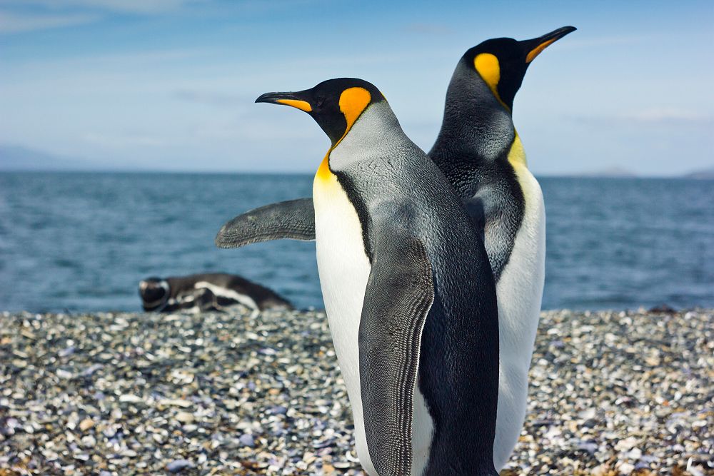 Argentine - Portrait de deux pingouins empereur sur l'île du Canal de Beagle