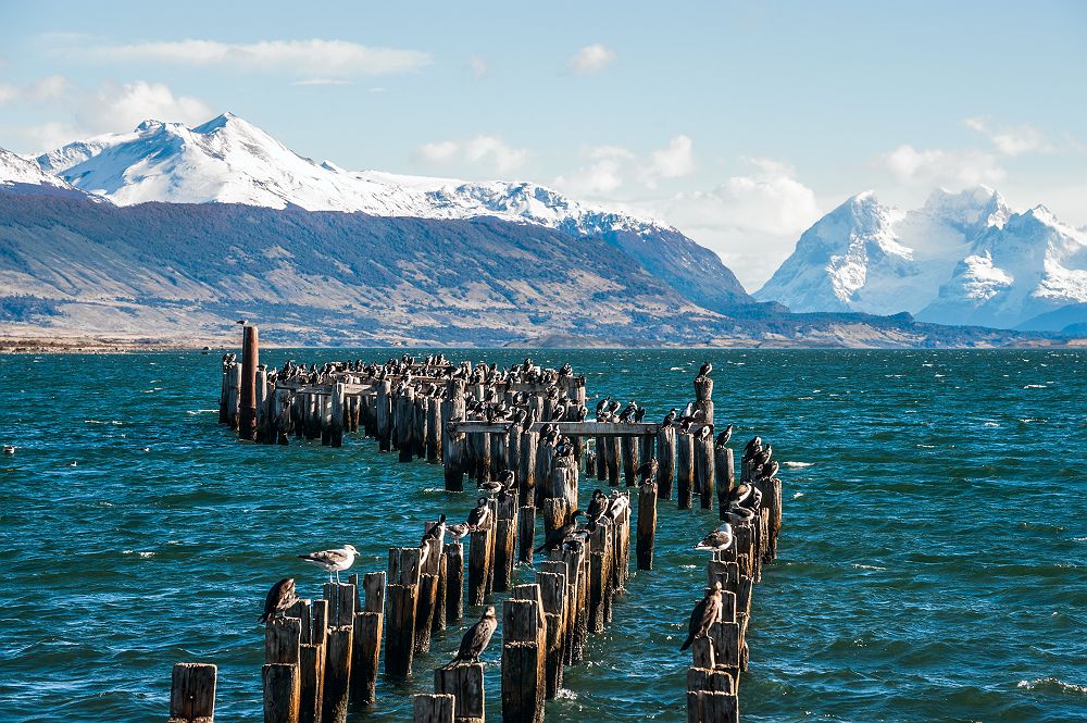 Chili - Groupe de mouettes posées sur des pilotis à Puerto Natales 