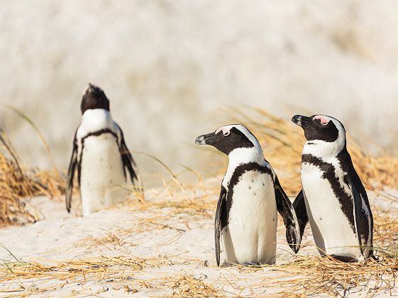Manchots de la plage de Boulders près du Cap - Afrique du Sud