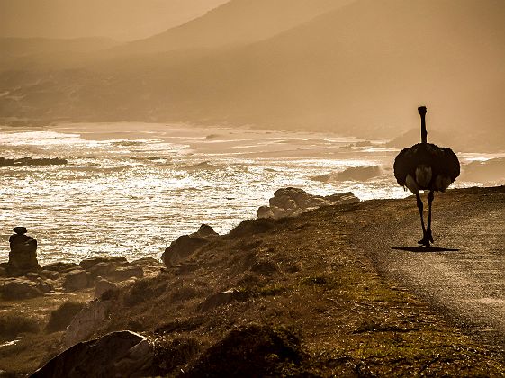 Autruche dans les environs de Cape Town