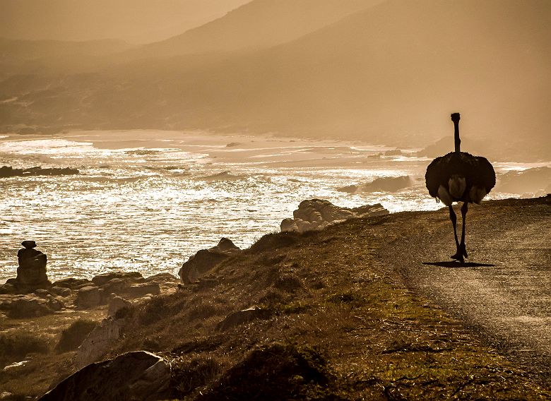Autruche dans les environs de Cape Town