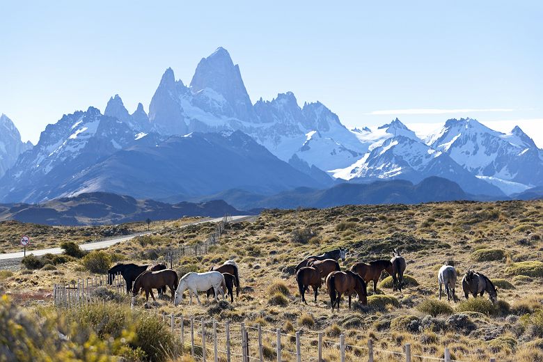 Patagonie, Mont Fitz Roy avec des chevaux - Argentine