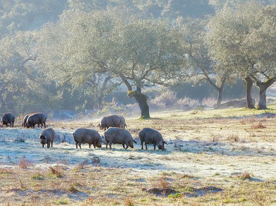 Troupeau de cochons ibériques - Espagne